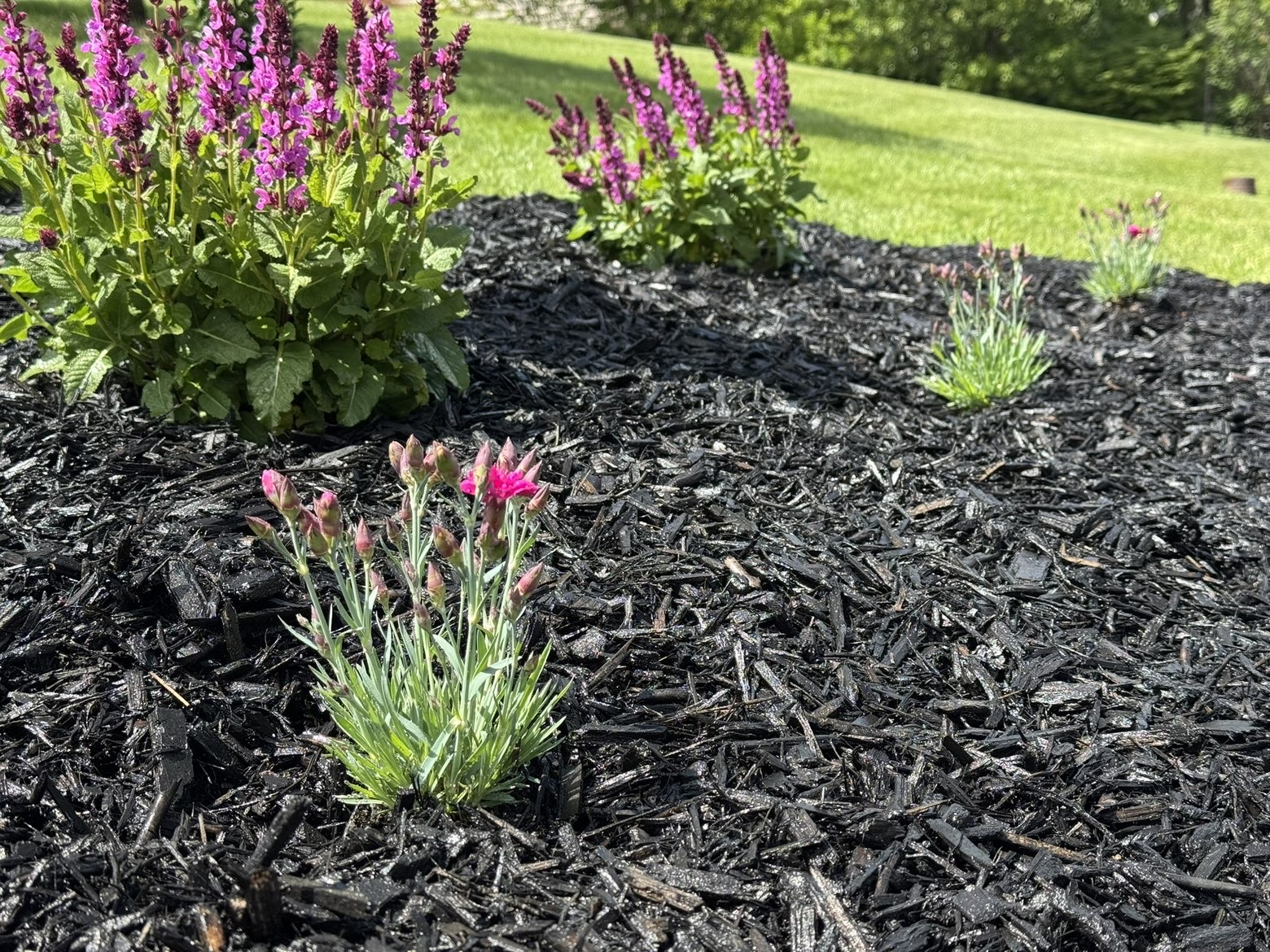 Clean edged lawn