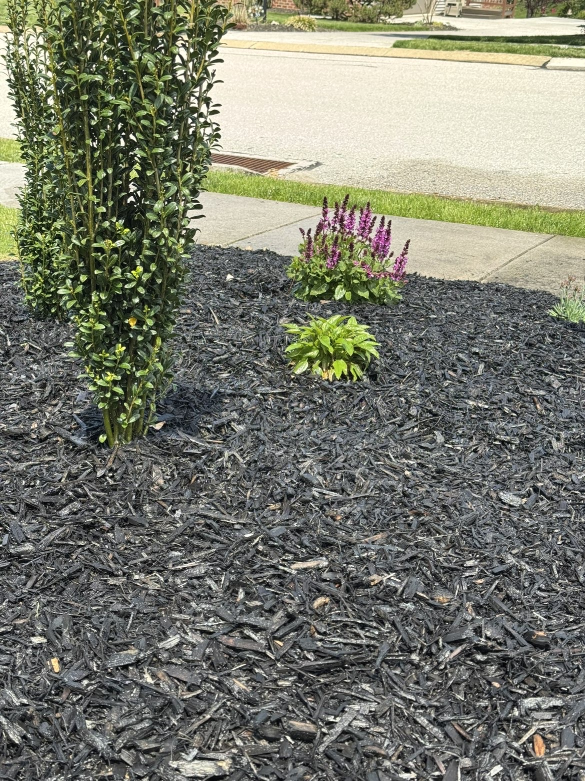 Yard after mowing and cleanup