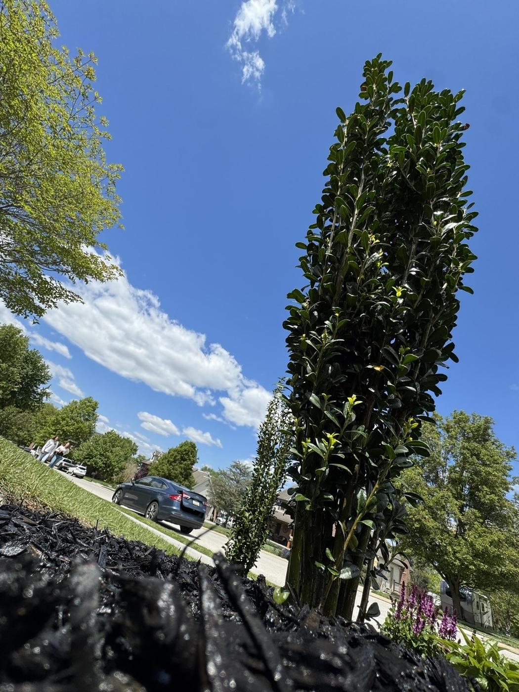 New shrub in a mulch bed